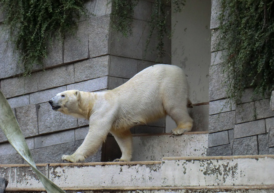 Eisbärin VILMA am 1. Juli 2012 im Wuppertaler Zoo