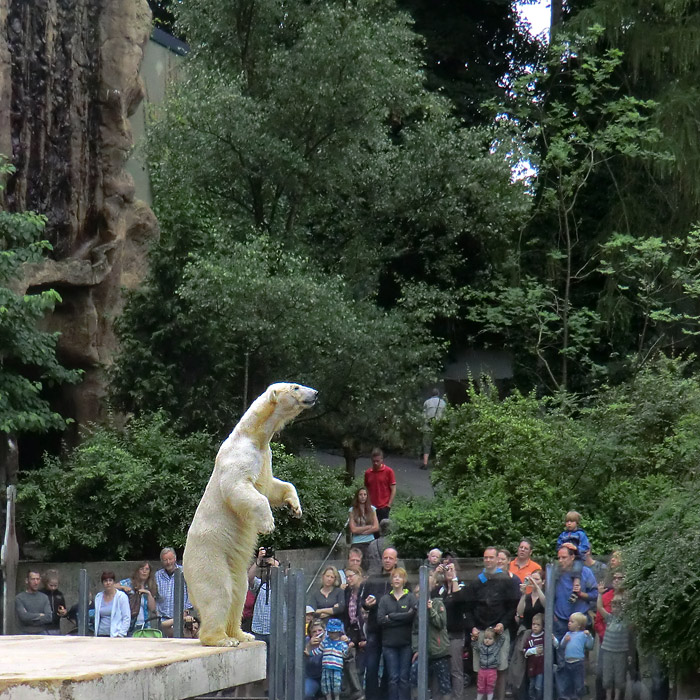 Eisbärin Vilma am 1. Juli 2012 im Wuppertaler Zoo