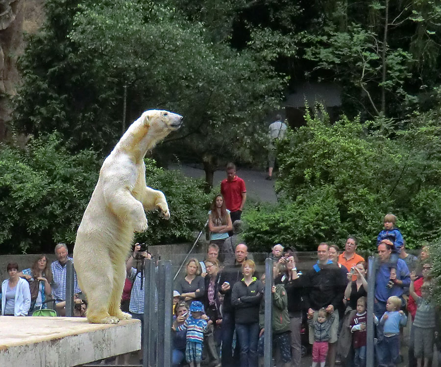 Eisbärin VILMA am 1. Juli 2012 im Zoologischen Garten Wuppertal