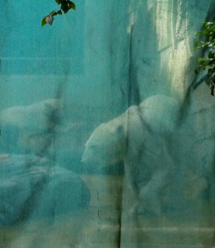 Eisbärmädchen ANORI und Eisbärin VILMA am 2. Juli 2012 im Zoo Wuppertal