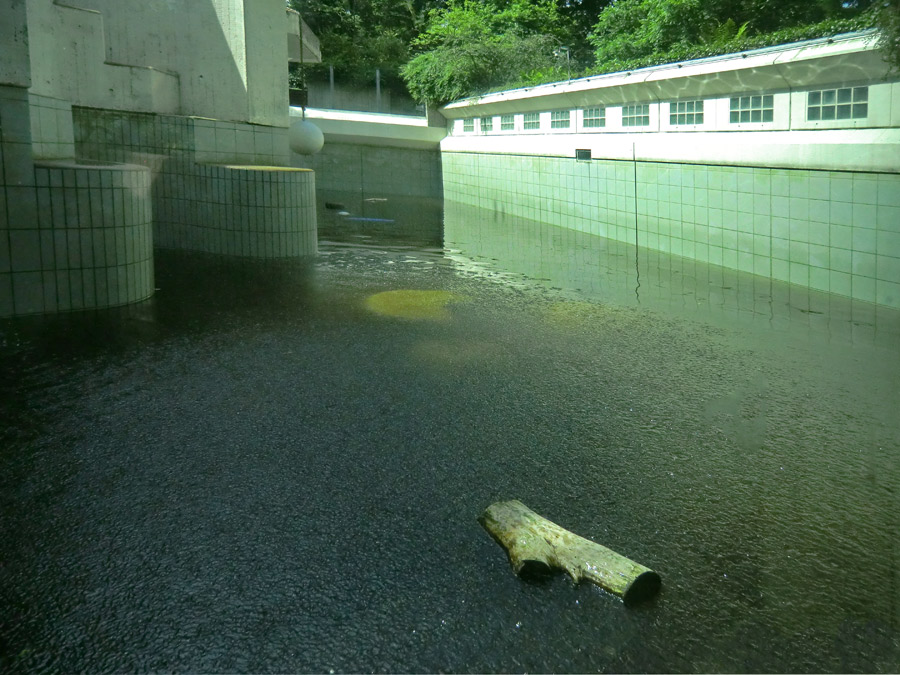 Wasserbecken der großen Außenanlage am 3. Juli 2012 im Zoologischen Garten Wuppertal
