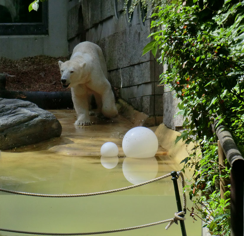 Eisbärin VILMA am 3. Juli 2012 im Zoo Wuppertal
