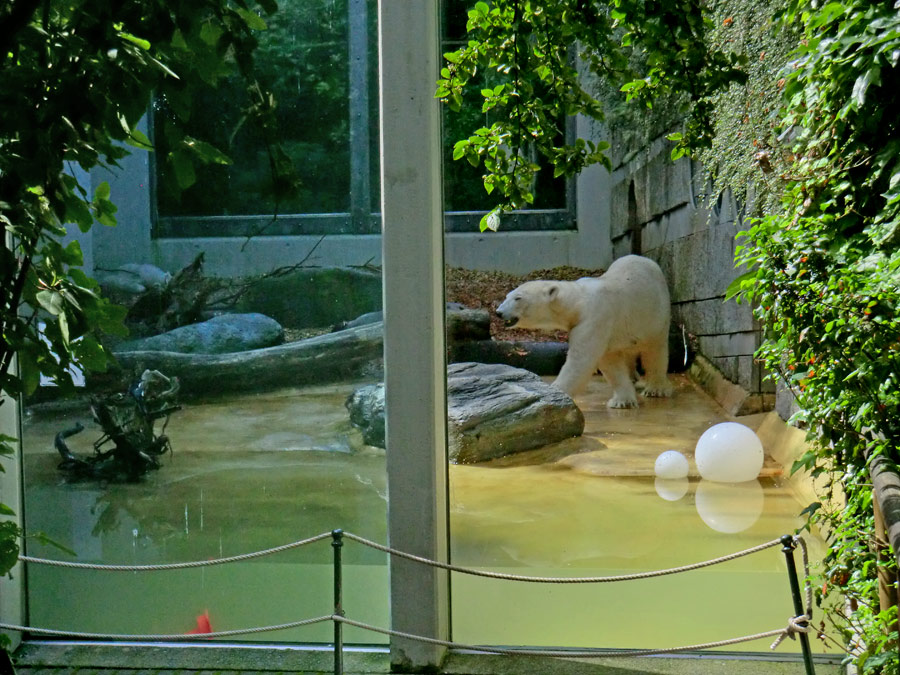 Eisbärmädchen ANORI und Eisbärin VILMA am 3. Juli 2012 im Zoologischen Garten Wuppertal