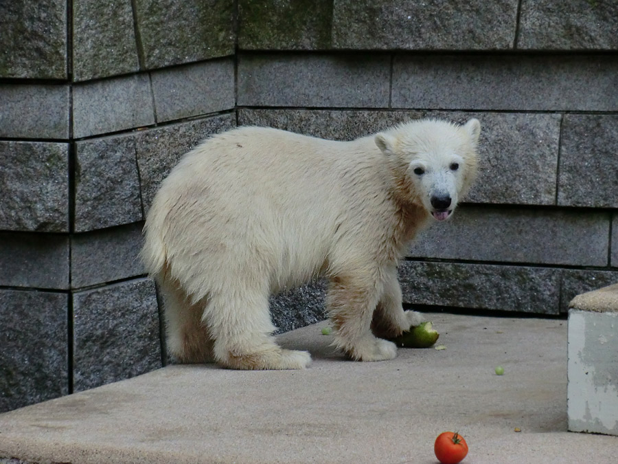 Eisbärmädchen ANORI am 4. Juli 2012 im Wuppertaler Zoo