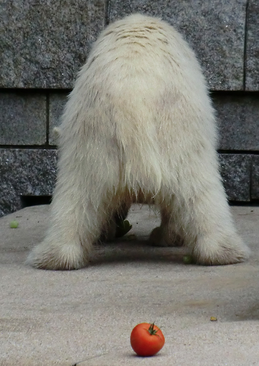 Eisbärmädchen ANORI am 4. Juli 2012 im Zoo Wuppertal
