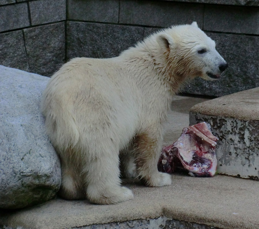 Eisbärmädchen ANORI am 4. Juli 2012 im Wuppertaler Zoo