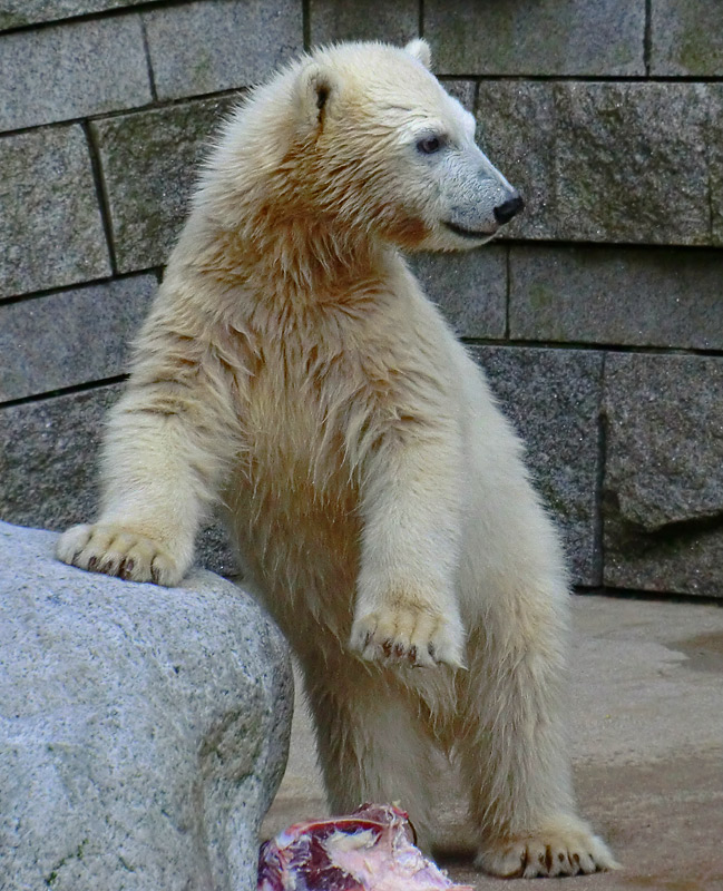 Eisbärmädchen ANORI am 4. Juli 2012 im Zoo Wuppertal