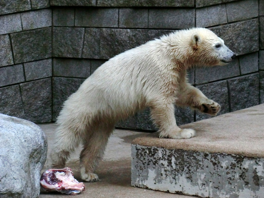Eisbärmädchen ANORI am 4. Juli 2012 im Zoologischen Garten Wuppertal