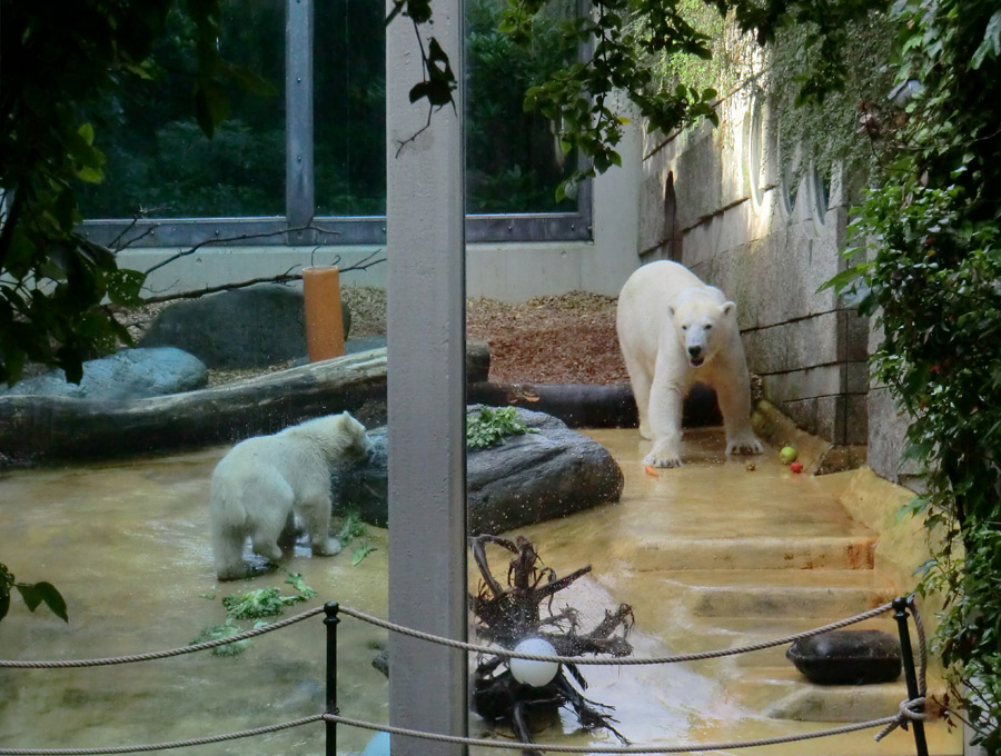 Eisbärmädchen ANORI und Eisbärin VILMA am 4. Juli 2012 im Wuppertaler Zoo