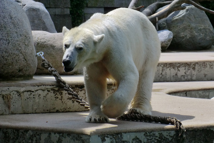 Eisbärin VILMA am 4. Juli 2012 im Wuppertaler Zoo