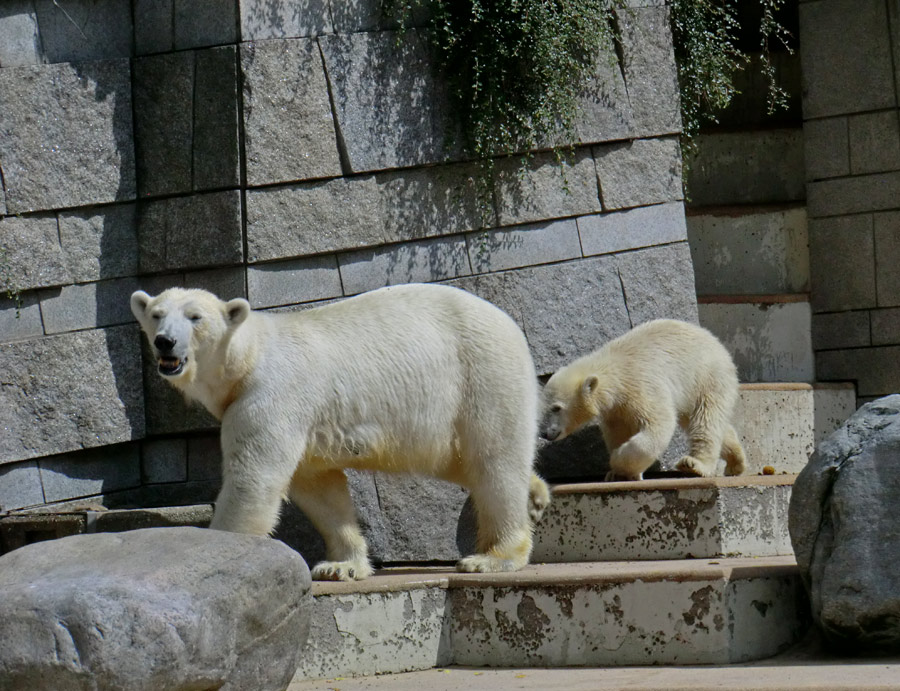 Eisbärin VILMA und Eisbärmädchen ANORI am 6. Juli 2012 im Zoo Wuppertal