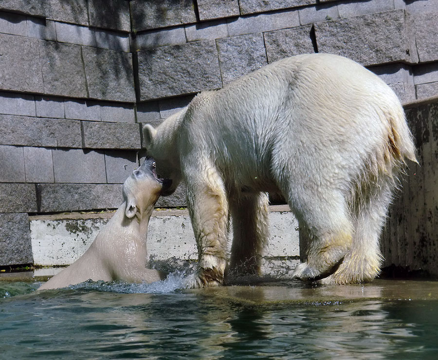 Eisbärmädchen ANORI und Eisbärin VILMA am 6. Juli 2012 im Zoologischen Garten Wuppertal