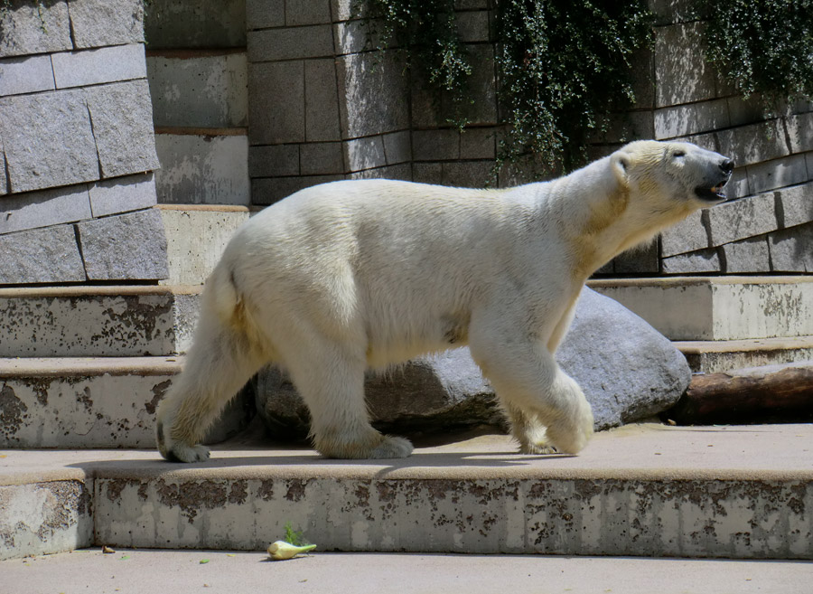 Eisbärin VILMA am 6. Juli 2012 im Wuppertaler Zoo