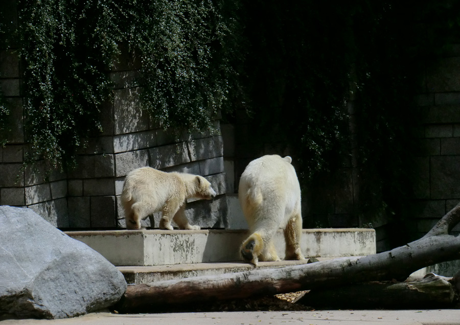 Eisbärmädchen ANORI und Eisbärin VILMA am 6. Juli 2012 im Zoo Wuppertal