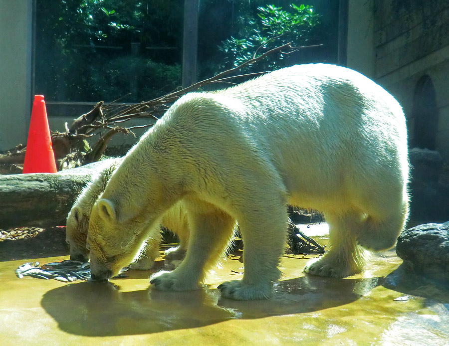Eisbärin VILMA und Eisbärmädchen ANORI am 6. Juli 2012 im Zoologischen Garten Wuppertal