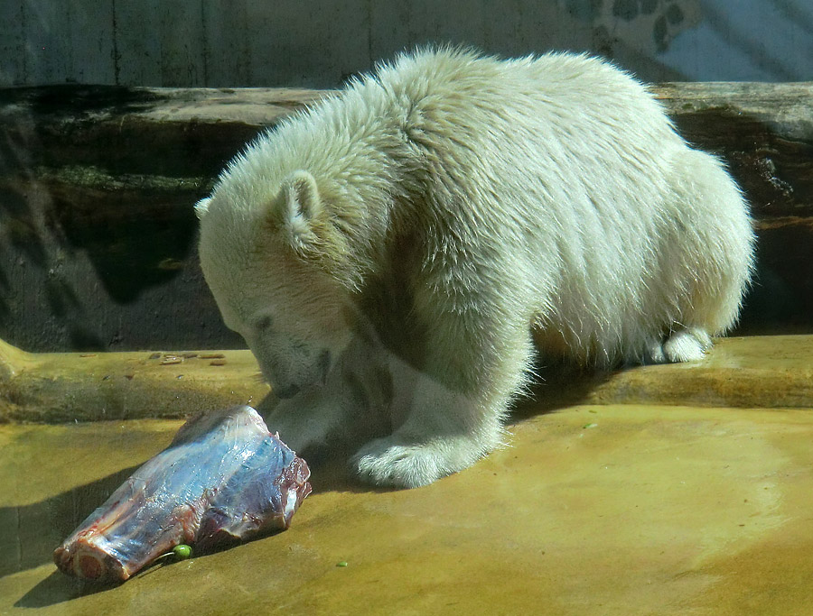 Eisbärmädchen ANORI am 6. Juli 2012 im Zoo Wuppertal