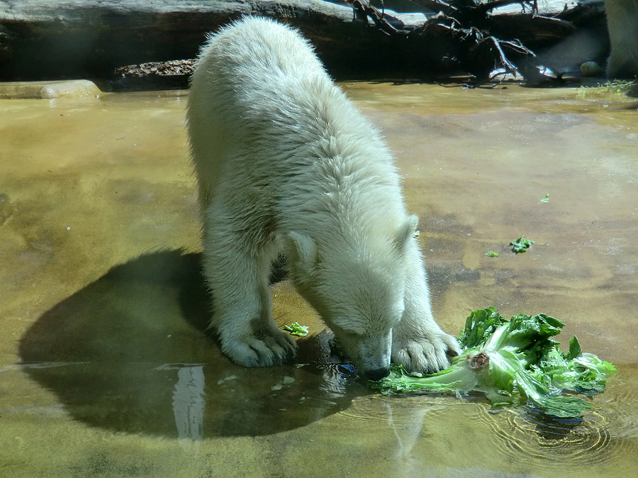 Eisbärmädchen ANORI am 6. Juli 2012 im Wuppertaler Zoo