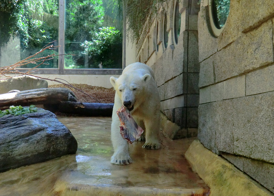 Eisbärin VILMA am 6. Juli 2012 im Wuppertaler Zoo