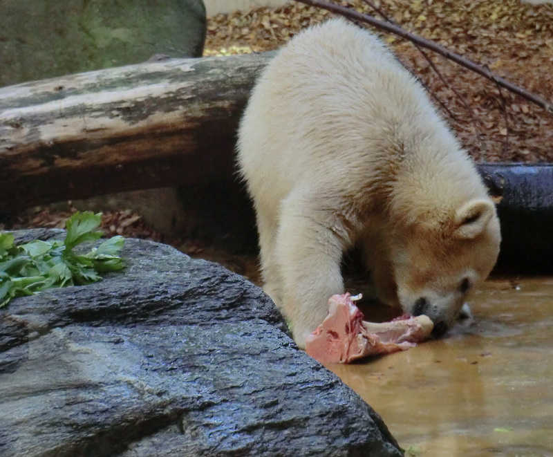 Eisbärmädchen ANORI am 6. Juli 2012 im Zoologischen Garten Wuppertal