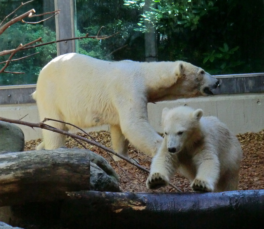 Eisbärin VILMA und Eisbärmädchen ANORI am 6. Juli 2012 im Wuppertaler Zoo