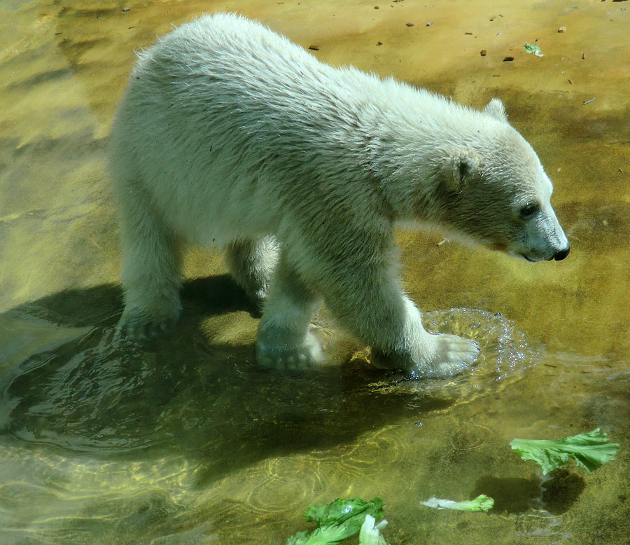 Eisbärmädchen ANORI am 6. Juli 2012 im Wuppertaler Zoo