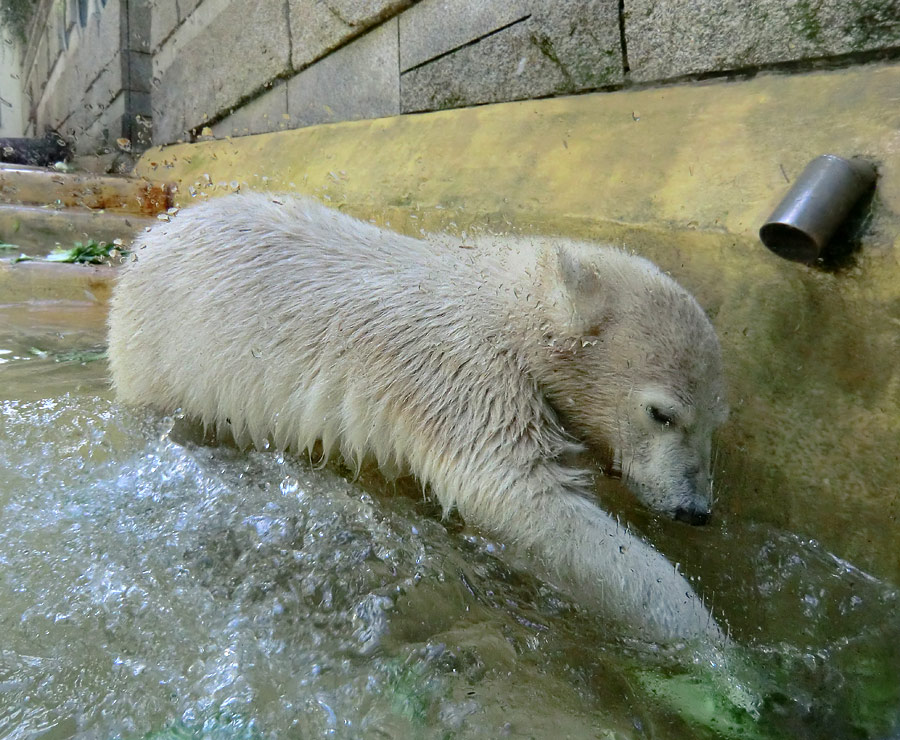 Eisbärmädchen ANORI am 4. Juli 2012 im Zoologischen Garten Wuppertal