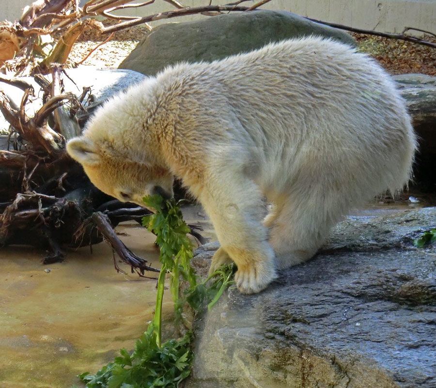 Eisbärmädchen ANORI am 6. Juli 2012 im Zoologischen Garten Wuppertal