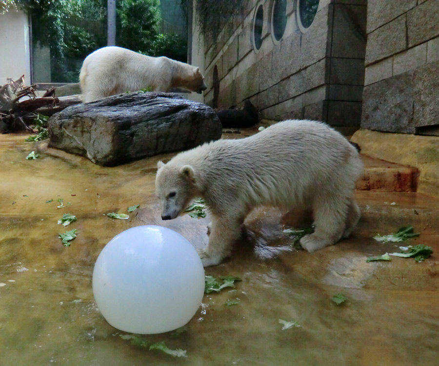 Eisbärmädchen ANORI und Eisbärin VILMA am 6. Juli 2012 im Zoologischen Garten Wuppertal