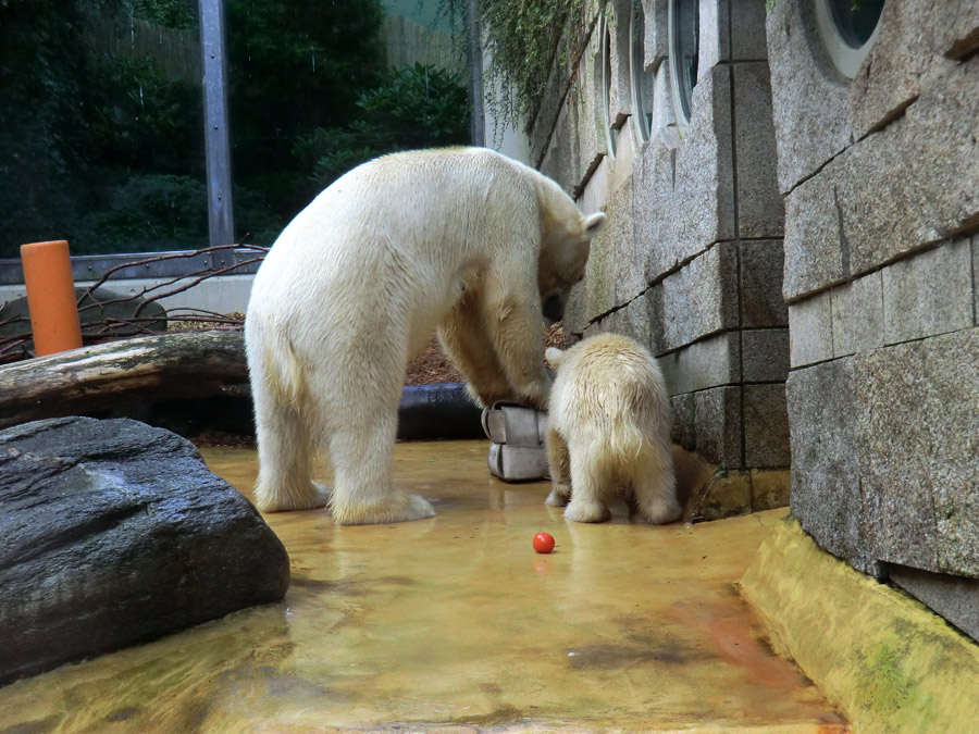 Eisbärin VILMA und Eisbärmädchen ANORI am 7. Juli 2012 im Wuppertaler Zoo