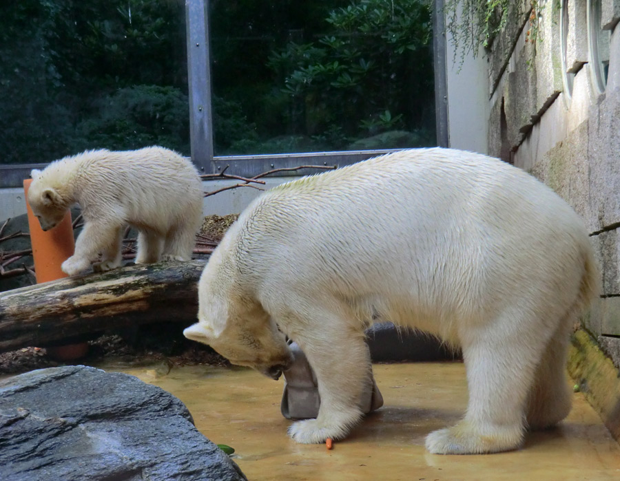 Eisbärmädchen ANORI und Eisbärin VILMA am 7. Juli 2012 im Wuppertaler Zoo