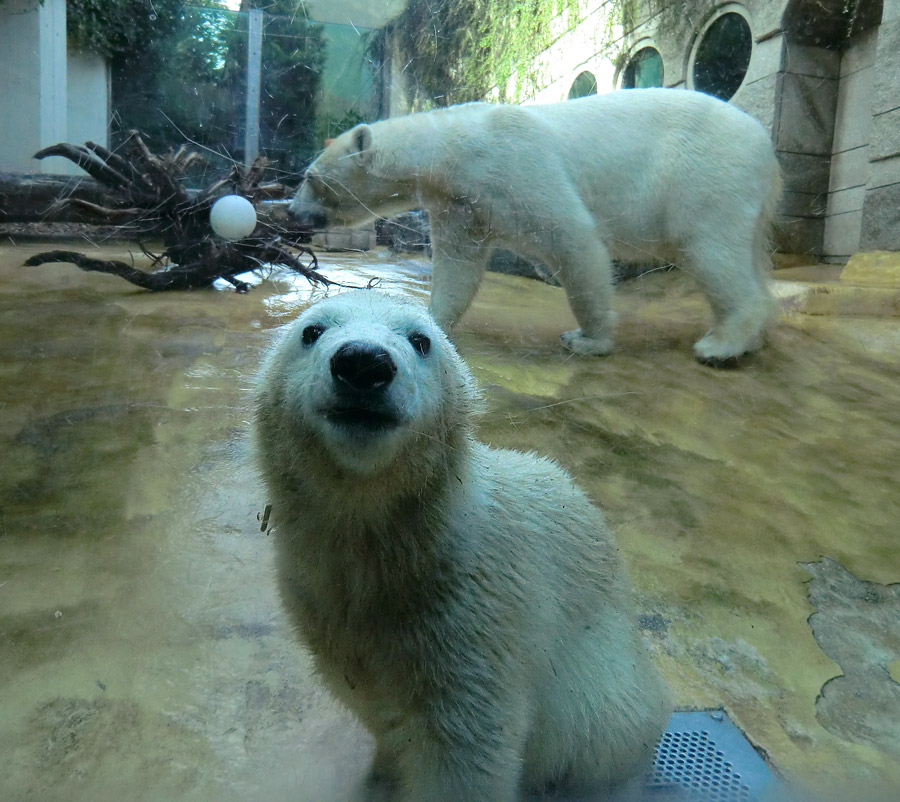 Eisbärmädchen ANORI und Eisbärin VILMA am 7. Juli 2012 im Wuppertaler Zoo