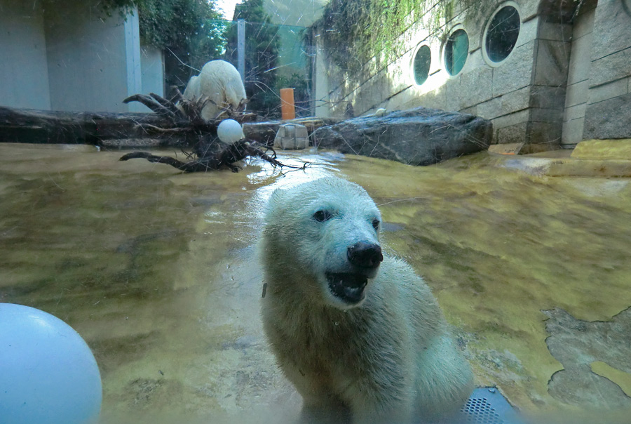 Eisbärmädchen ANORI und Eisbärin VILMA am 7. Juli 2012 im Zoo Wuppertal