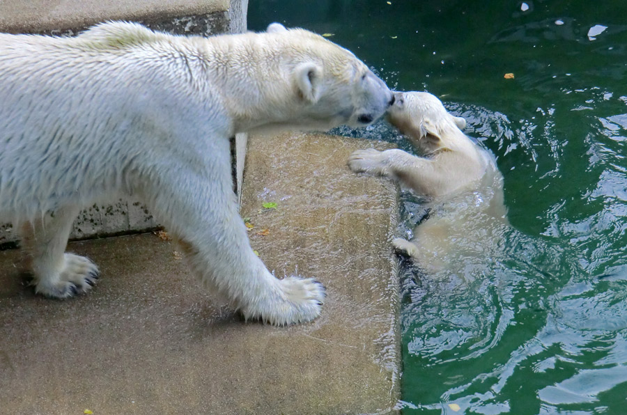 Eisbärin VILMA und Eisbärmädchen ANORI am 7. Juli 2012 im Zoologischen Garten Wuppertal