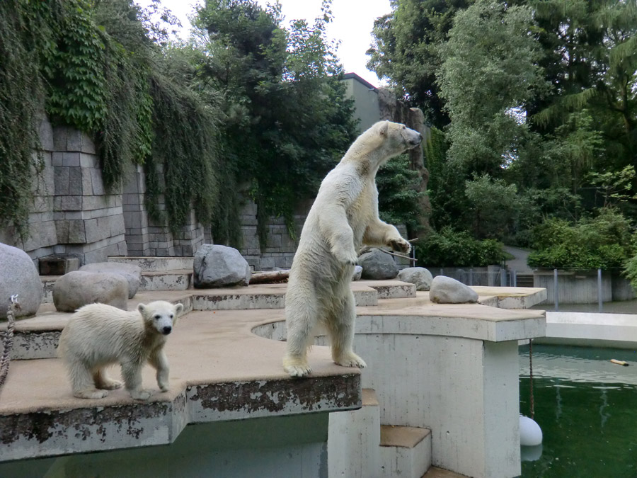 Eisbärmädchen ANORI und Eisbärin VILMA am 7. Juli 2012 im Zoologischen Garten Wuppertal