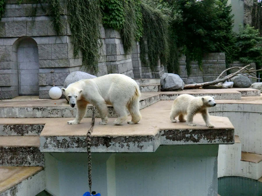 Eisbärin VILMA und Eisbärmädchen ANORI am 7. Juli 2012 im Zoo Wuppertal