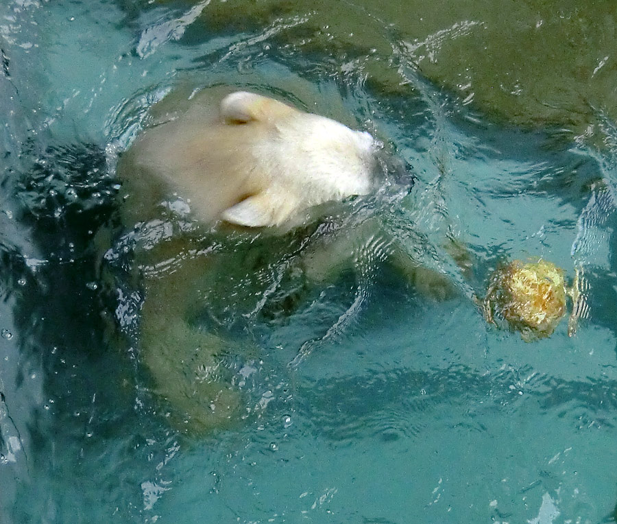 Eisbärmädchen ANORI am 7. Juli 2012 im Zoo Wuppertal