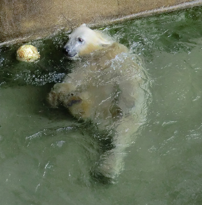 Eisbärmädchen ANORI am 7. Juli 2012 im Wuppertaler Zoo