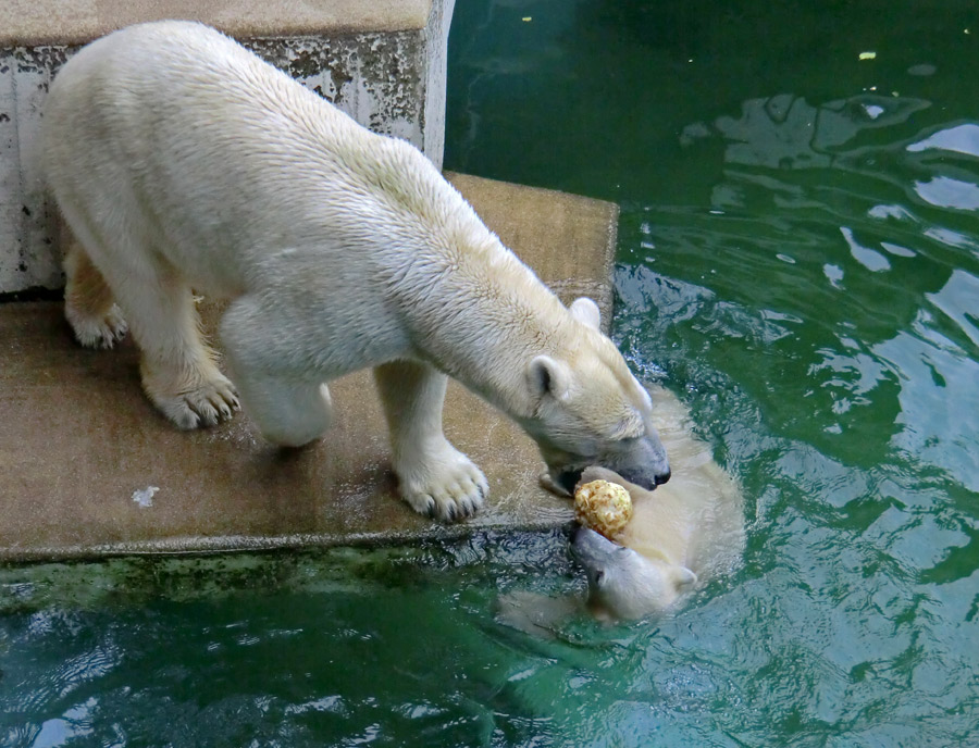 Eisbärin VILMA und Eisbärmädchen ANORI am 7. Juli 2012 im Wuppertaler Zoo