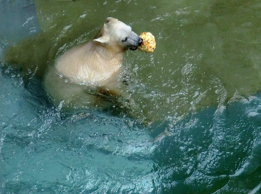Eisbärmädchen ANORI am 7. Juli 2012 im Zoo Wuppertal
