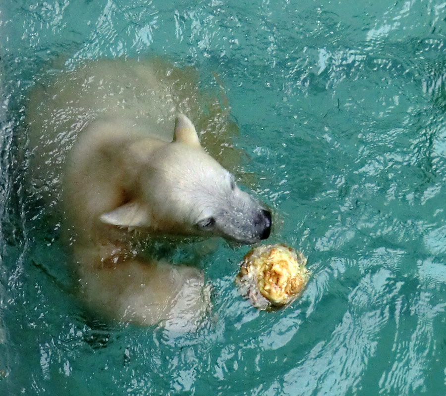 Eisbärmädchen ANORI am 7. Juli 2012 im Wuppertaler Zoo