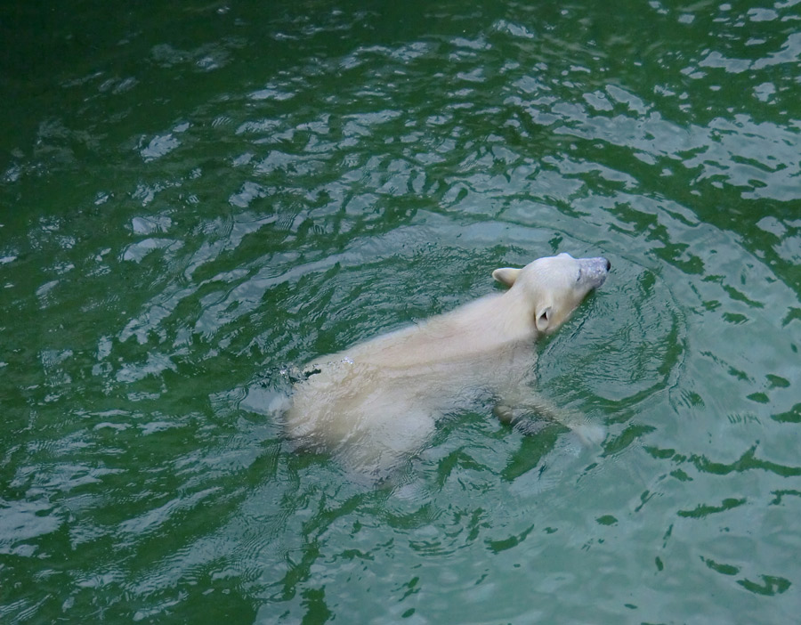 Eisbärmädchen ANORI am 7. Juli 2012 im Zoologischen Garten Wuppertal