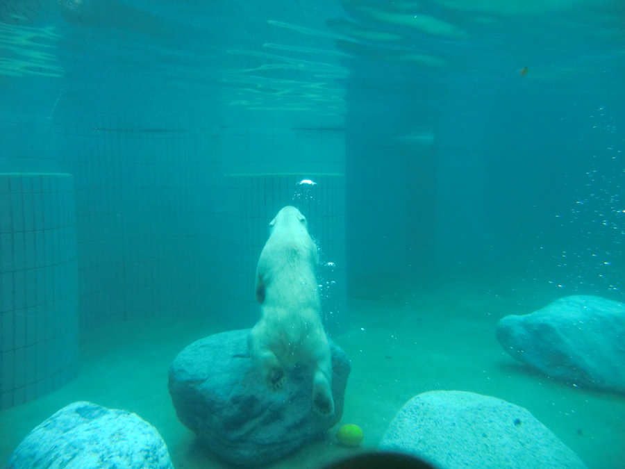 Eisbärjungtier ANORI am 21. Juli 2012 im Zoo Wuppertal