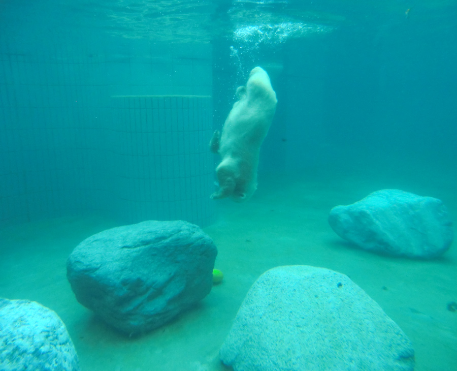 Eisbärjungtier ANORI am 21. Juli 2012 im Zoologischen Garten Wuppertal