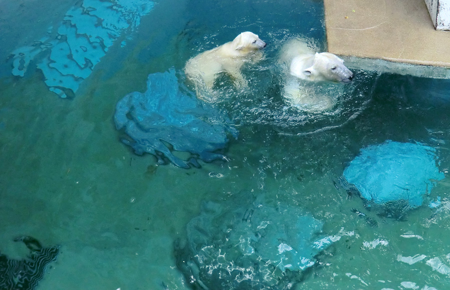 Eisbärjungtier ANORI und Eisbärin VILMA am 21. Juli 2012 im Zoo Wuppertal
