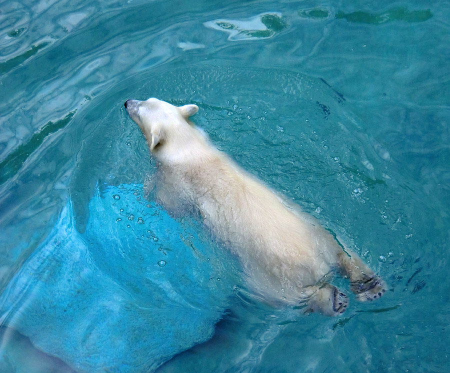 Eisbärjungtier ANORI am 21. Juli 2012 im Wuppertaler Zoo