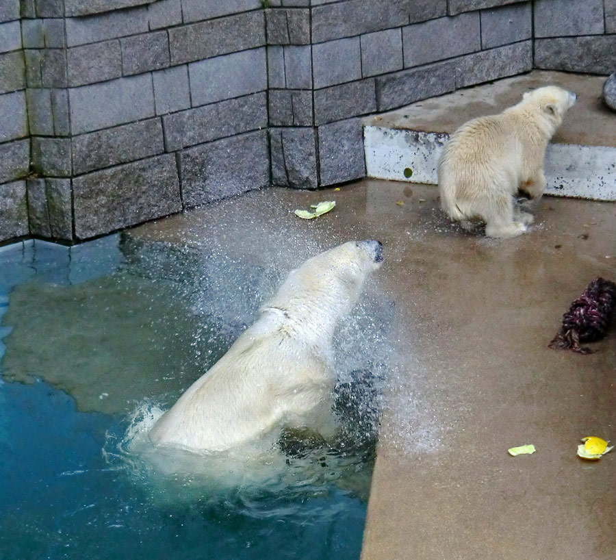 Eisbärin Vilma und Eisbärjungtier ANORI am 21. Juli 2012 im Zoologischen Garten Wuppertal