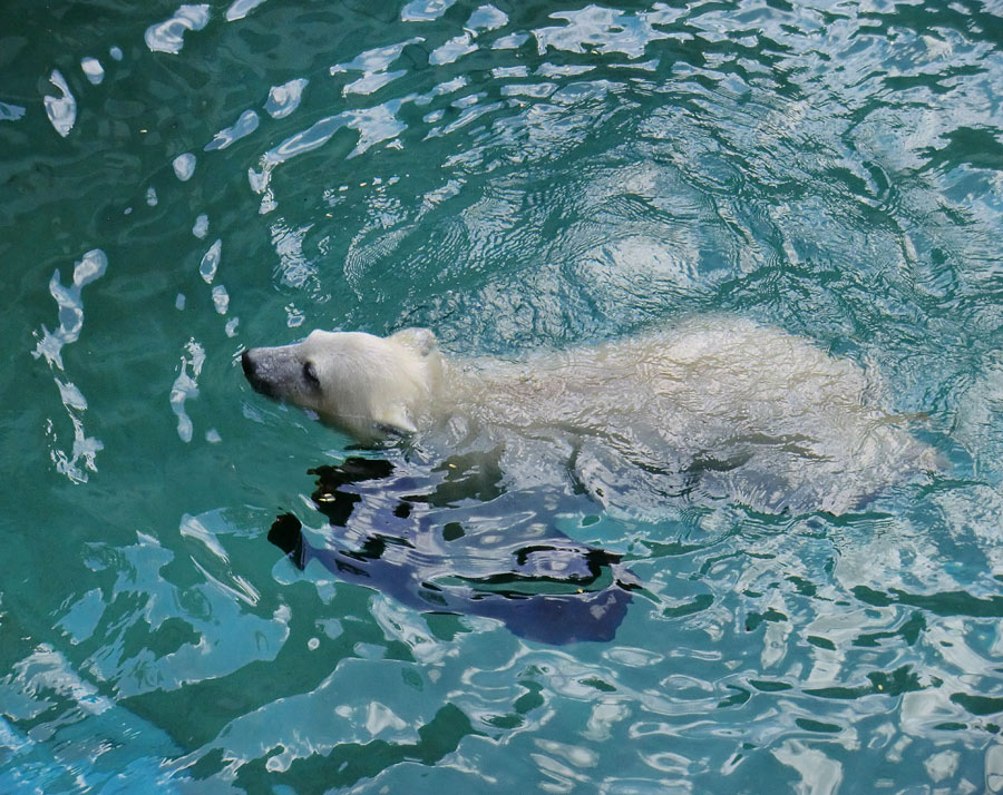 Eisbärjungtier ANORI am 21. Juli 2012 im Zoologischen Garten Wuppertal