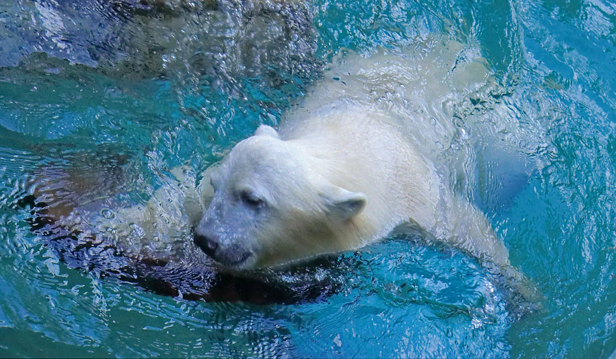 Eisbärjungtier ANORI am 21. Juli 2012 im Zoo Wuppertal