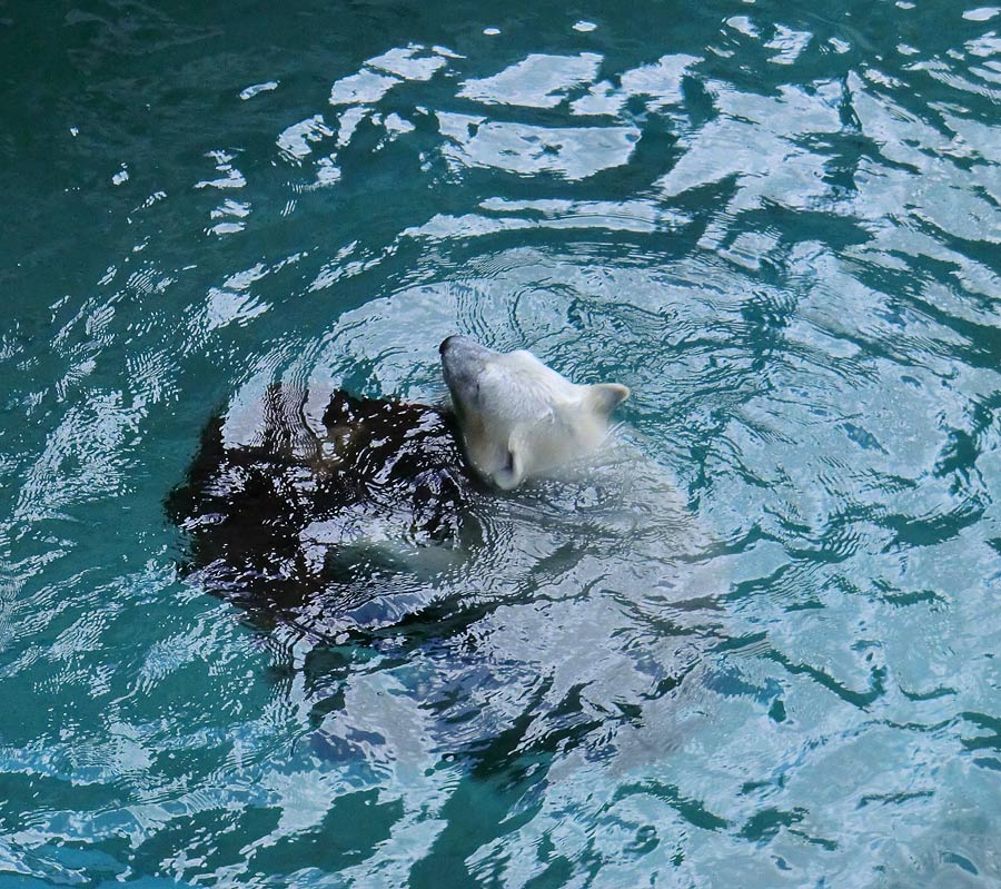 Eisbärjungtier ANORI am 21. Juli 2012 im Wuppertaler Zoo