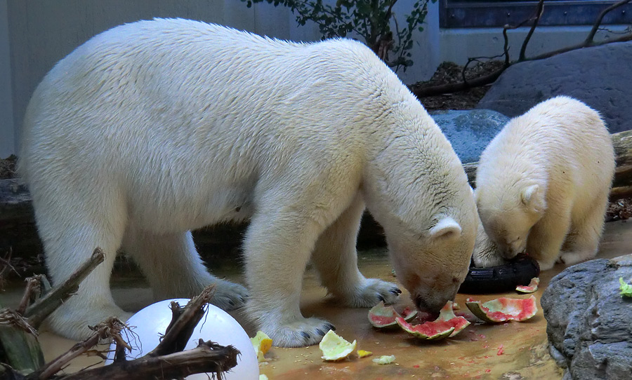 Eisbärin VILMA und Eisbärjungtier ANORI am 21. Juli 2012 im Zoologischen Garten Wuppertal